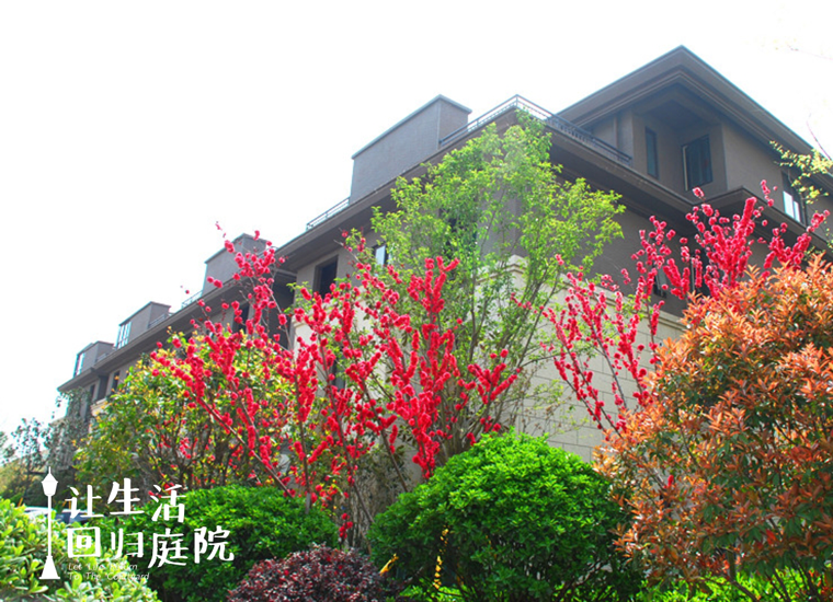 前后张望南阳50年：这样的庭院，，，，，，，很难再有了！
